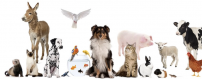 Animaux