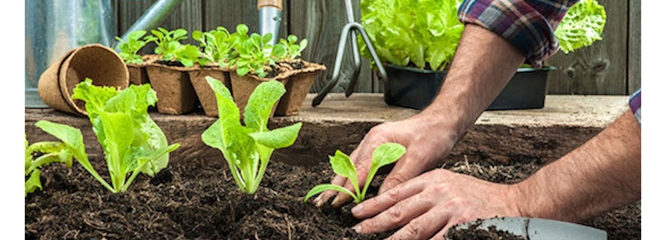 Planter et prendre soin de ses plantations